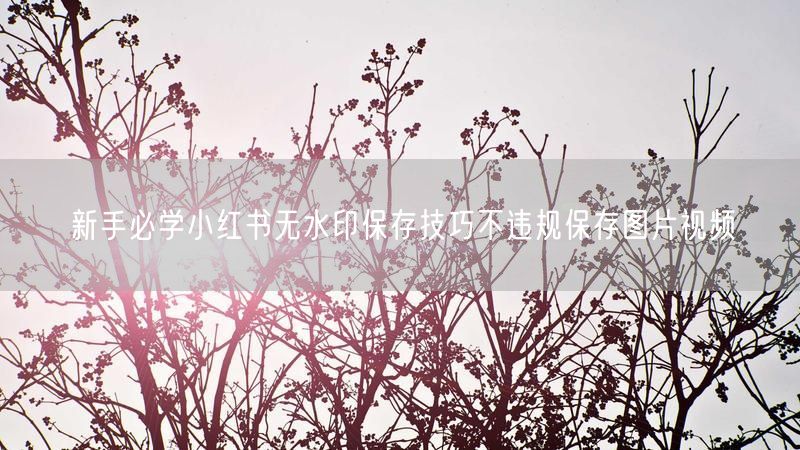 新手必学小红书无水印保存技巧不违规保存图片视频