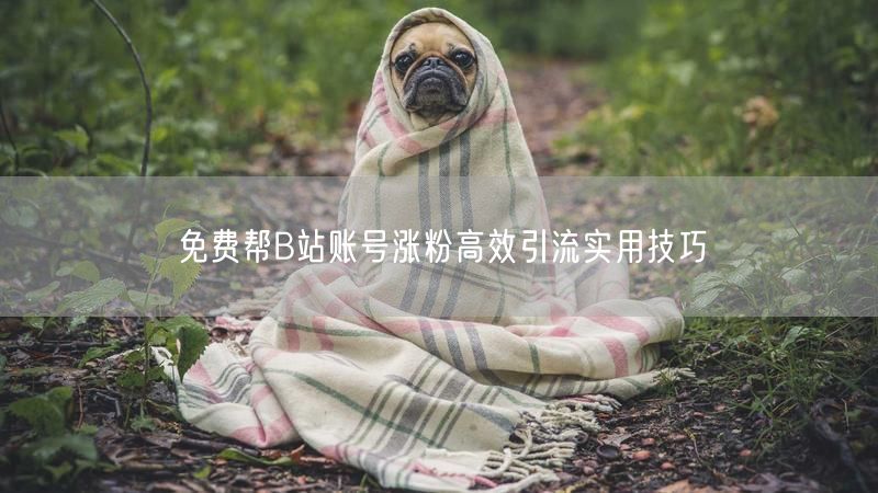 免费帮B站账号涨粉高效引流实用技巧